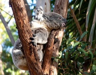 Obraz premium Koala resting in a eucalyptus tree
