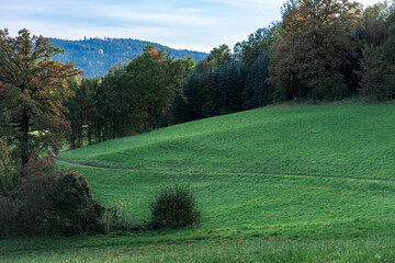 A small clearing with green grass among trees with yellowed leaves in the Austrian Alps. Austrian autumn landscape