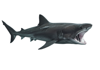 Basking Shark Majestic Ocean Predator  Powerful Jaws Detailed View isolated on transparent background