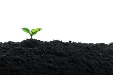 A single young sprout emerges from dark soil