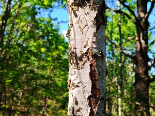 birch tree, relaxing atmosphere. beautiful forest landscape. Vibrant Summer Forest