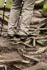 歩きにくい足元の木の根