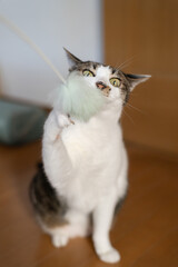 おもちゃで遊ぶ猫　キジトラ猫