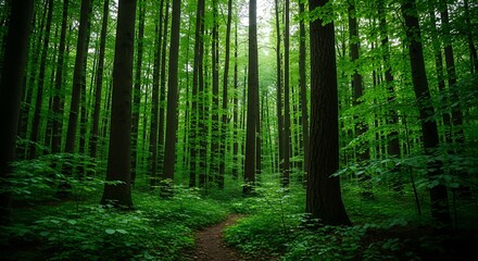 Obraz premium Forest Path. (1)