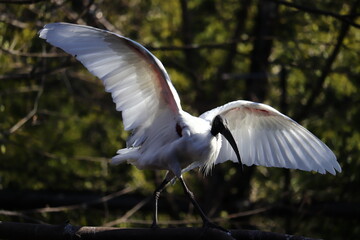 Japanese Ibis Spreading Its Wings｜羽を広げるトキ