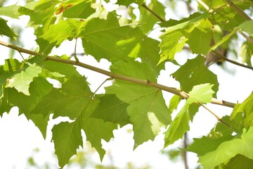 Platanus occidentalis, called Western sycamore, is a tall deciduous tree native to North America. It is cultivated in Korea for landscaping, urban greening, and shade.