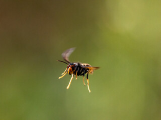 Asiatische Hornisse (Vespa velutina)