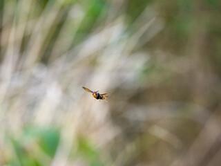 Asiatische Hornisse (Vespa velutina)
