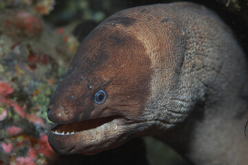 Close-up of a brown-toned moray eel with rough, bumpy skin in the North Atlantic.