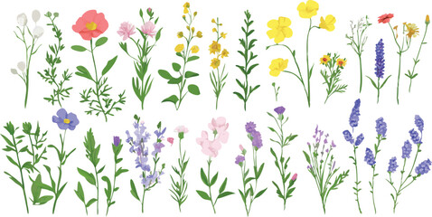 Fototapeta premium Collection of delicate wildflowers and herbs in a vibrant meadow setting with a white background
