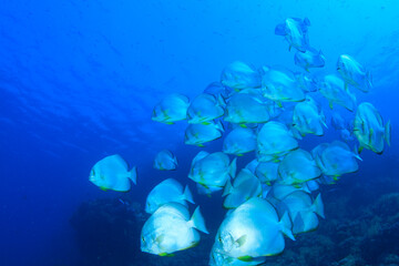 A group of batfish moves over the reef in the ocean.