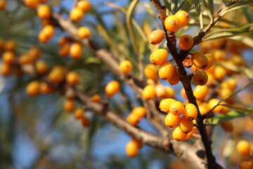 Close-up of sea buckthorn berries. Bright juicy sea buckthorn berries growing abundantly on branches. Natural background. Harvest. Orange ripe sea buckthorn berries among leaves with selective focus