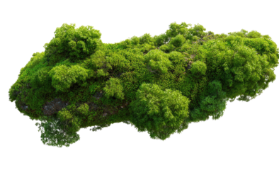 A thick, vibrant patch of moss, atop a dark rock.  Green and dense,  its irregular shape suggests a natural growth pattern