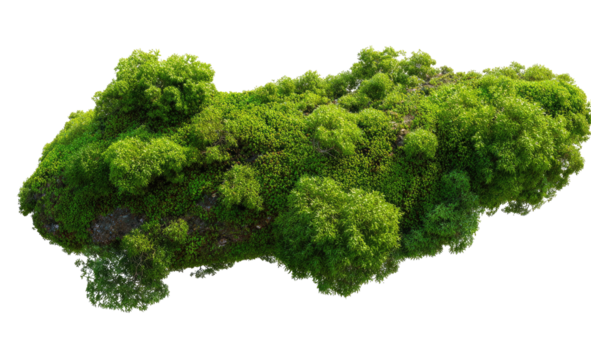 A thick, vibrant patch of moss, atop a dark rock.  Green and dense,  its irregular shape suggests a natural growth pattern