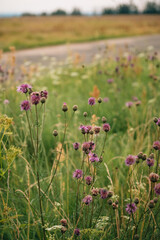 Obraz premium purple burdock in the field