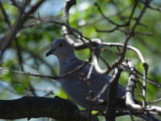 A Eurasian Collared Dove in the branches