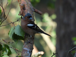 A Chaffinch perched on a branch