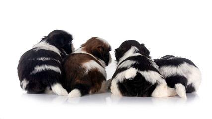 puppies Shih Tzu in studio