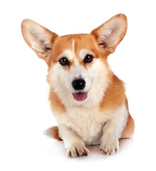 Pembroke Welsh Corgi