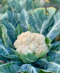 Young cauliflower grows in the garden
