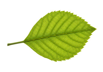 Obraz premium Vibrant Green Leaf Detailed Closeup of Single Leaf Nature Photography isolated on transparent background