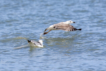 Seagull taking off from the sea with wings spread wide, splashing water as it lifts into flight, while another gull floats nearby on the calm ocean surface.