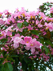 Tabebuia rosea is a neotropical tree with pink or purple flowers and with various medicinal uses