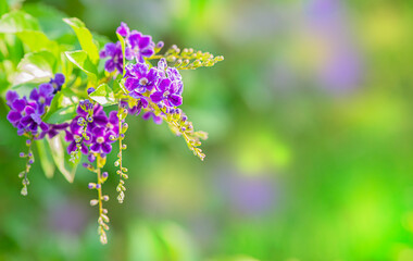 Obraz premium Floral background with Durant plant flowers, blue flowers with blurred background