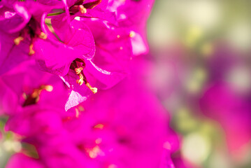floral background with pink bougainvillea flowers in the foreground, and a blurred background for insertion in the background