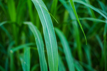 Obraz premium Close up of Brachiaria mutica or kolonjono grass. Brachiaria mutica grass. This grass is usually used as animal feed for herbivores