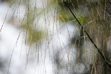 Delicate Droplets on Fine Grass Blades in Natural Light Environment