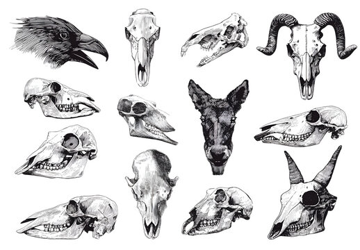 Hand drawn vector abstract artistic freehand texture ink Halloween design elemnts animals and human skuls collection set isolated n white background.