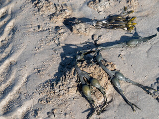 Bladderwrack Seaweed on a Sandy Beach