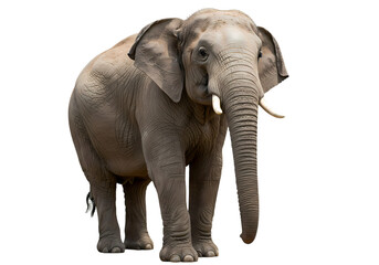 Obraz premium Magnificent Asian Elephant A Portrait of Gentle Strength isolated on transparent background