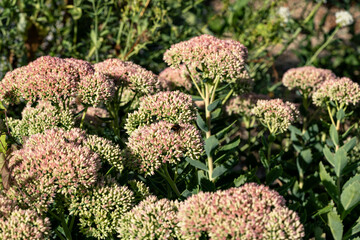 Pink blooming sedum flowers in the garden on a sunny day.