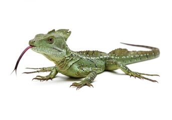 Obraz premium Emerald basilisk lizard with vibrant scales and forked tongue slithering on white background