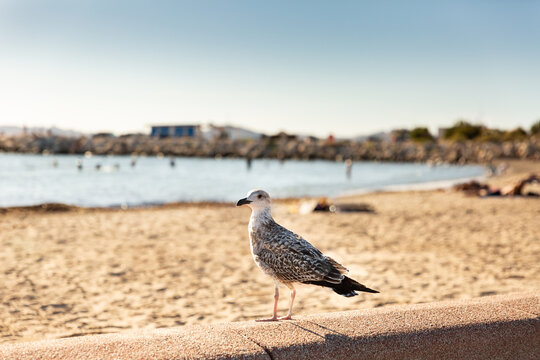 Un go&eacute;land sur une plage, jeune oiseau marin vue en gros plan et de trois-quarts arri&egrave;re pos&eacute; sur un muret avec la plage devant lui, la mer et le ciel bleu en arri&egrave;re-plan, Marseille, sud de la France