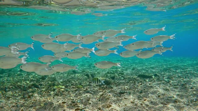 Group of Flagtail fish and other fishes swim in shallow water over sandy-stoned seabed on sunny day. Striped flagfish or Five-stripped Flagfish (Kuhlia mugil)