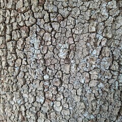 bark of a tree