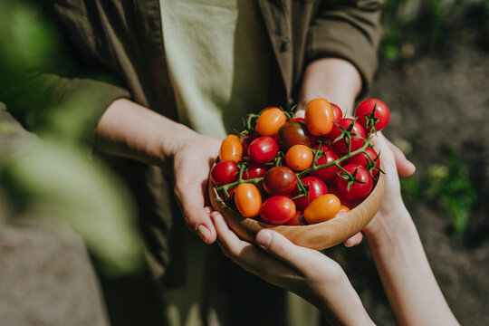 Hands offering fresh tomatoes in a bowl after summer harvest outdoors