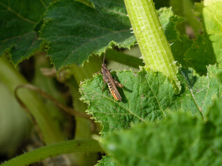 Grasshopper Sitting on a Green Leaf.