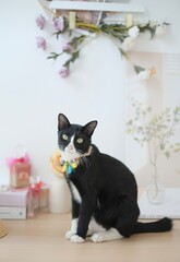 black cat on a chair