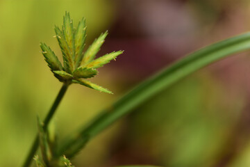 Close-up of Fresh Green Leaf Bud in Natural Background