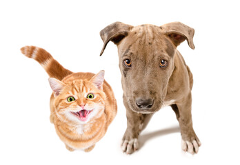 Meowing ginger scottish straight kitten and pitbull puppy sitting together, top view, isolated on white background