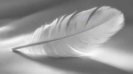 Obraz premium Abstract Detailed White Feather Design
