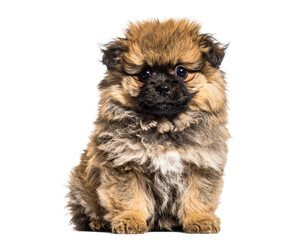 A small black and tan fluffy puppy looking adorable while sitting on a clean white background.