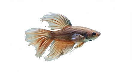 Fototapeta premium Golden fish gracefully swims against bright white background. AI Generated