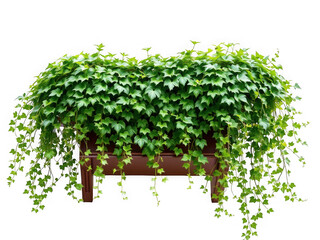 Fototapeta premium A planter box overflowing with vibrant green ivy cascading down against a black background image view
