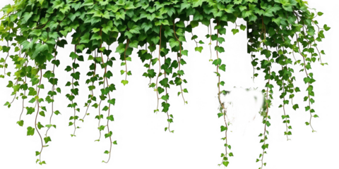 Overhanging green ivy leaves and vines against a black background creating a natural curtain effect