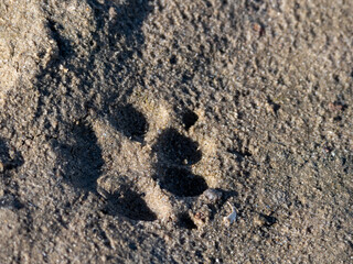 Paw Print of an Animal on a Sandy Wadden Sea Beach